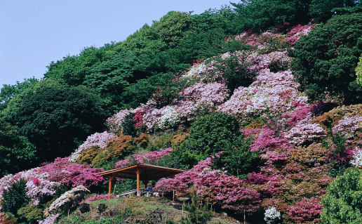 祐徳稲荷神社つつじまつり